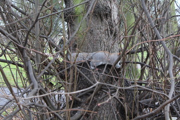 Naklejka na ściany i meble Grauhörnchen auf einem Baum