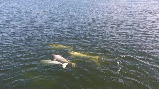 An aerial over beluga whales in the wild.