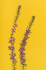 Two heather branches blooming with pink flowers on a yellow background