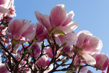 Stunning spring pink magnolia