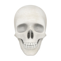 Human Skull Isolated