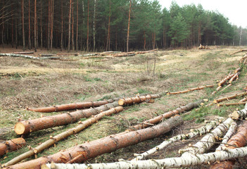 Environment, nature and deforestation forest - felling of trees