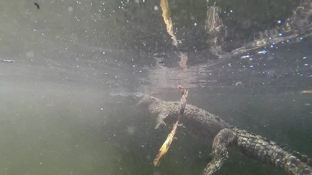 Remarkable shot of an alligator swimming underwater.