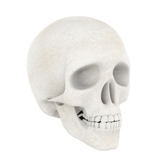 Human Skull Isolated