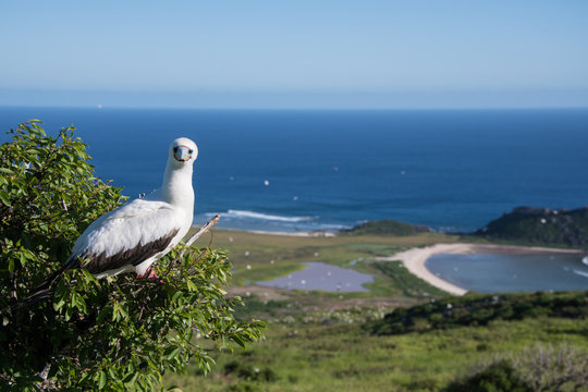Red footed boobies at Clarion Island, Socorro, Baja California