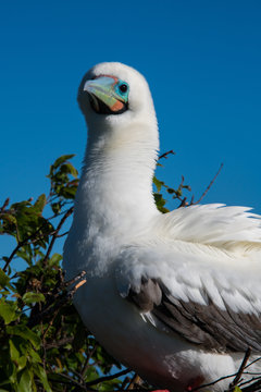 Red footed boobies at Clarion Island, Socorro, Baja California