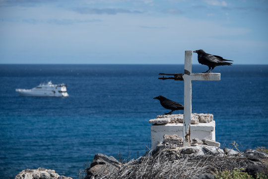Crows resting by cross on cliffs, Clarion Island, Socorro, Baja California