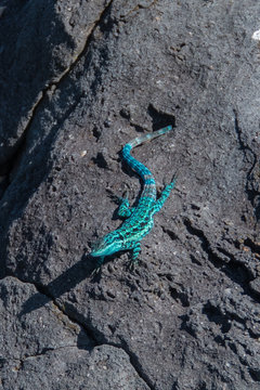 Endemic blue lizard, Clarion Island, Socorro, Baja California