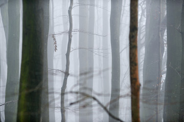 Winter woodlands in Fog.