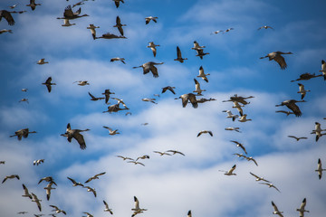 Sandhill Cranes and Snow Geese