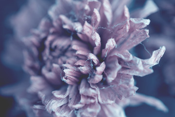 Colorful flowers made with gradient for background,Abstract,texture,Soft and Blurred style.postcard.