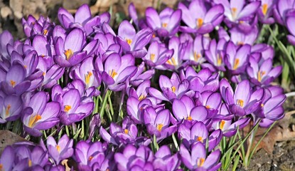 violette Krokusse im Frühling