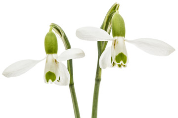 Fototapeta na wymiar Two flower of snowdrop isolated on white background