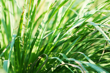 macro of Tree Leaves for nature background and save green concept,spa,soft and blur focus, made with gradient and filter colored.