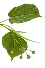 Fototapeta premium Green leaves and fruits of linden, isolated on white background