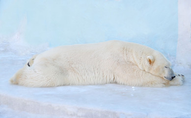 Obraz na płótnie Canvas Белый медведь спит на снегу.