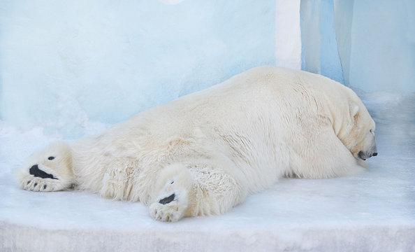 Белый медведь спит на снегу.