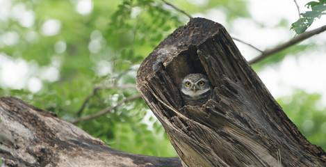 owl background image