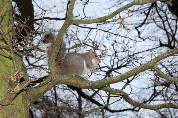 Grauhörnchen frisst Nuss