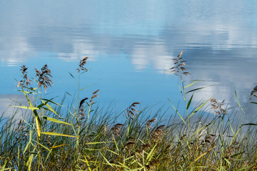 Seeufer mit Gras und Wolkenspiegelung im Wasser