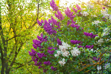 Green bush with spring lilac purple and white flowers.