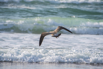 fliegende Möwe über der Brandung am Meer