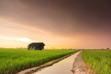 Obraz premium Abandoned house in the middle of paddy field during golden house sunset.Silhouette of house in paddy field.Background and nature concept.