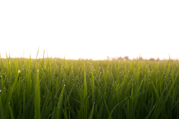 Dew drops on paddy field leaves during sunrise.