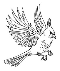 Flying bird cardinal, black and white vector illustration on white background.