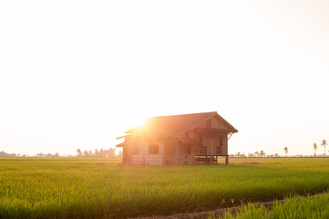 Amazing sunrise view of a large paddy field with an abandoned house.Background and nature concept.