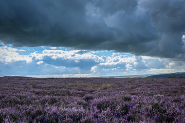 Fototapeta premium Beeley Moor Derbyshire Landscape, Wielka Brytania.