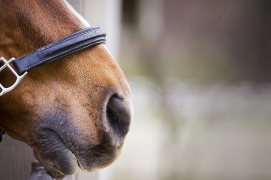 Close-up of a brown horse nose - Powered by Adobe