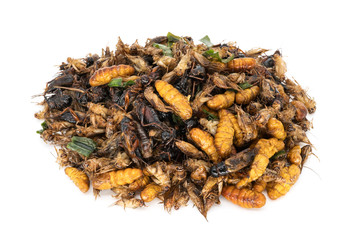 Insekten zum Essen