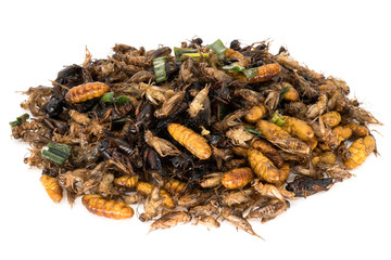 Insekten zum Essen