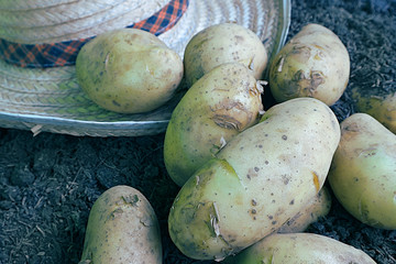 Fresh organic potatoes and farmer's hat on soil.