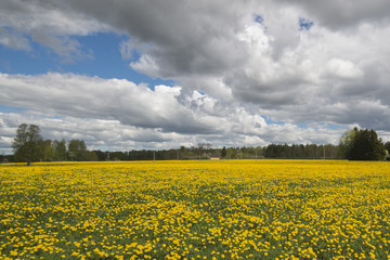 Obraz premium field of dandeions