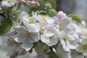 blossom of apple tree flowers on one branch