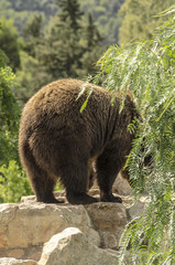 Orso bruno sopra una roccia visto da dietro © giadophoto