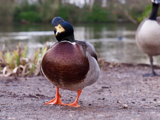 Mallard
