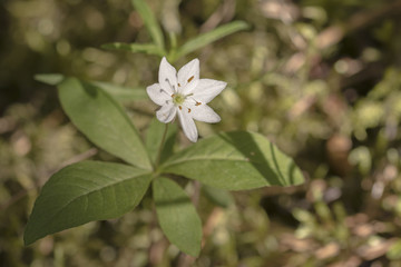 closeup of blossom of anemone