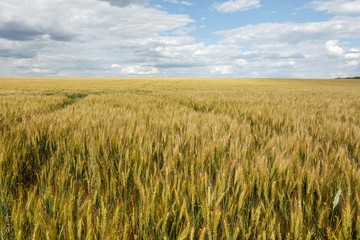 Golden wheat field at cloudy day