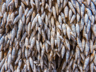 Seashells stuck on rock in the moutains of Amorgos island, Cyclades, Greece