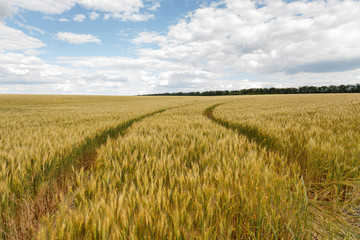 Golden wheat field at cloudy day