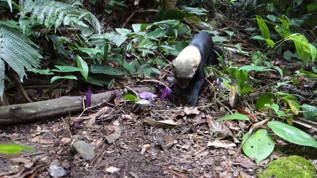 A tayra weasel plays in the jungle.