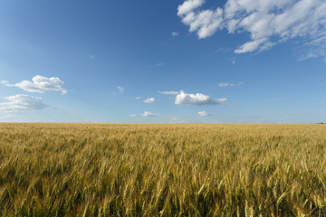 Obraz premium Golden wheat field at cloudy day