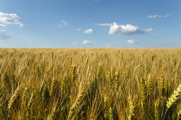 Golden wheat field at cloudy day