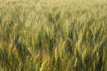 Golden wheat ears in a field