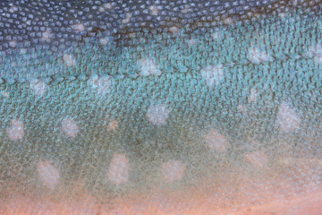Detailfoto von der Haut eines arktischen Saibling (Fisch) aus Hrönland