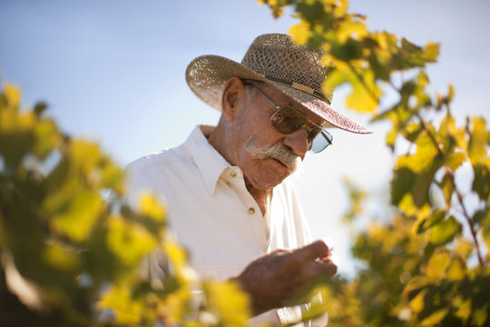 Farmer scrutinising vineyard.