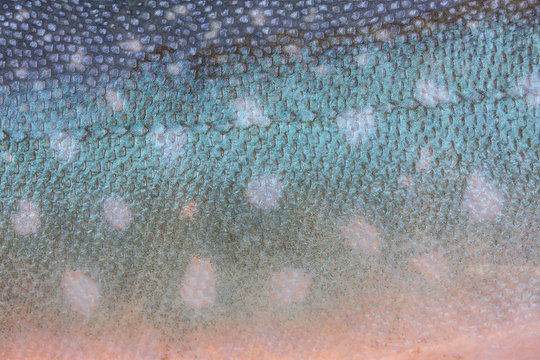 Detailfoto von der Haut eines arktischen Saibling (Fisch) aus Hrönland